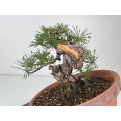 Pinus sylvestris I-8124 vista 3