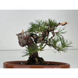 Pinus sylvestris I-8124 vista 4
