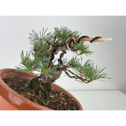 Pinus sylvestris I-8124 vista 5