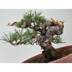 Pinus sylvestris I-8124 vista 6