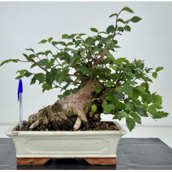 Ulmus -olmo- minor I-8129