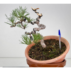 Pinus sylvestris -pino s- europeo- I-8128