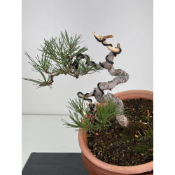 Pinus sylvestris -pino s- europeo- I-8128 vista 2