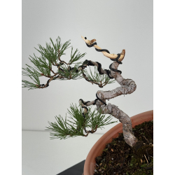 Pinus sylvestris I-8128 view 3