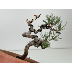Pinus sylvestris -pino s- europeo- I-8128 vista 4