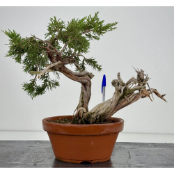 Juniperus sabina I-8131