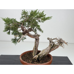 Juniperus sabina I-8131 view 2