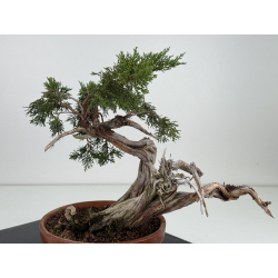Juniperus sabina I-8131 view 3