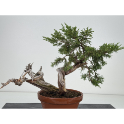 Juniperus sabina -sabina rastrera- I-8131 vista 4