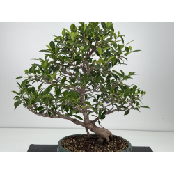 Ficus retusa I-8132 view 2