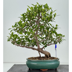 Ficus retusa I-8132