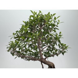 Ficus retusa I-8132 view 3