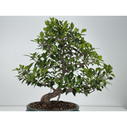 Ficus retusa I-8132 view 4