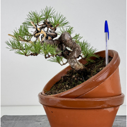 Pinus sylvestris I-8135