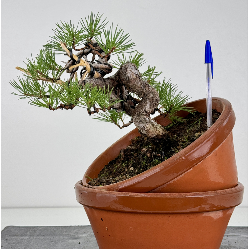 Pinus sylvestris -pino s- europeo- I-8135 Pinus sylvestris -pino s- europeo- I-8135