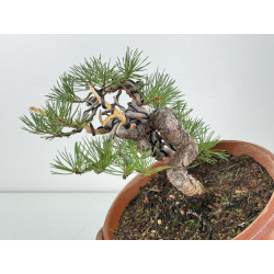 Pinus sylvestris I-8135 view 2