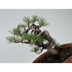 Pinus sylvestris I-8135 view 3