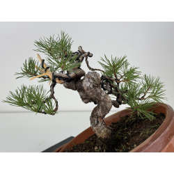 Pinus sylvestris I-8135 view 4