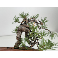Pinus sylvestris I-8135 view 5