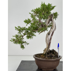 Juniperus sabina A00487
