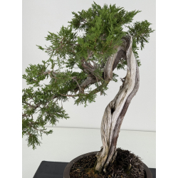 Juniperus sabina A00487 view 2