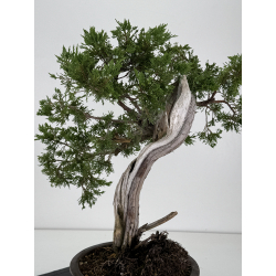 Juniperus sabina A00487 view 3