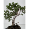 Juniperus sabina -sabina rastrera- A00487 vista 3