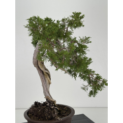 Juniperus sabina A00487 view 4