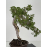 Juniperus sabina -sabina rastrera- A00487 vista 4