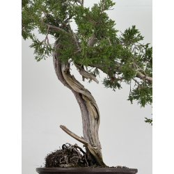 Juniperus sabina A00487 view 5