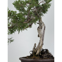 Juniperus sabina A00487 view 6