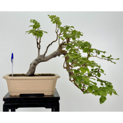 Fagus sylvatica I-8134