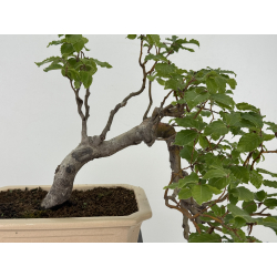 Fagus sylvatica I-8134 view 2