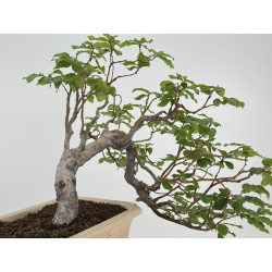 Fagus sylvatica I-8134 view 3