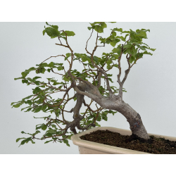 Fagus sylvatica I-8134 view 4