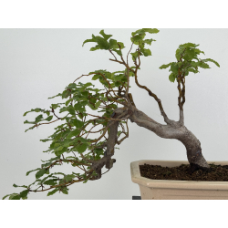 Fagus sylvatica I-8134 view 5