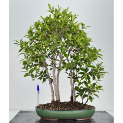 Ficus retusa I-8133