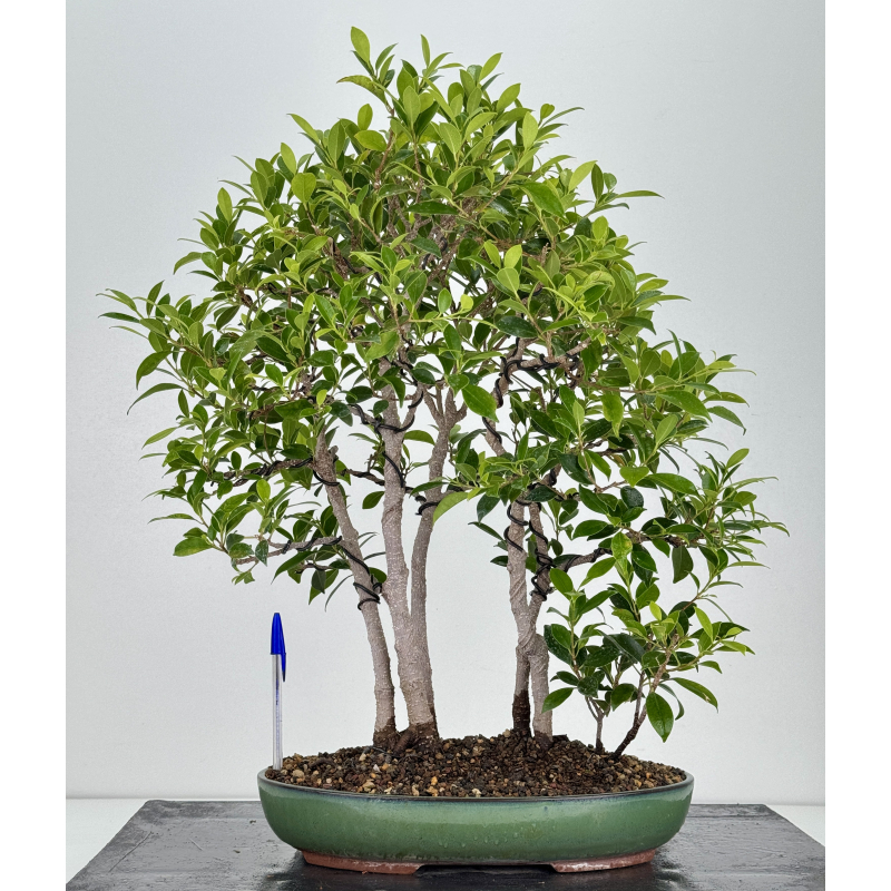 Ficus retusa I-8133 Ficus retusa I-8133