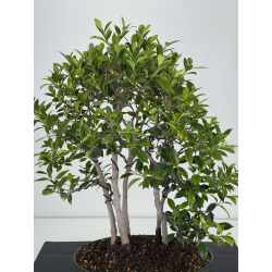 Ficus retusa I-8133 view 2
