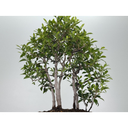 Ficus retusa I-8133 view 3