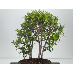 Ficus retusa I-8133 view 4