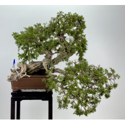 Juniperus sabina A01370