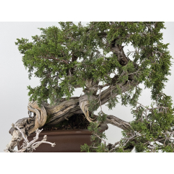 Juniperus sabina A01370 view 2