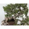 Juniperus sabina -sabina rastrera- A01370 vista 2