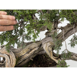 Juniperus sabina A01370 view 3