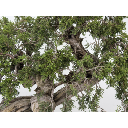 Juniperus sabina -sabina rastrera- A01370 vista 4