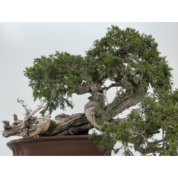 Juniperus sabina A01370 view 5