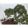 Juniperus sabina -sabina rastrera- A01370 vista 5