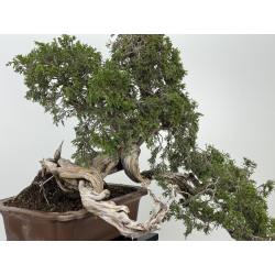 Juniperus sabina A01370 view 6