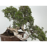 Juniperus sabina -sabina rastrera- A01370 vista 6